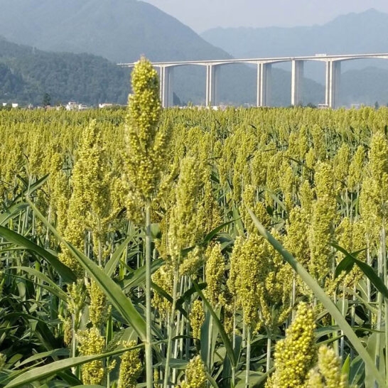 天瑞优品高粱米350G*4包