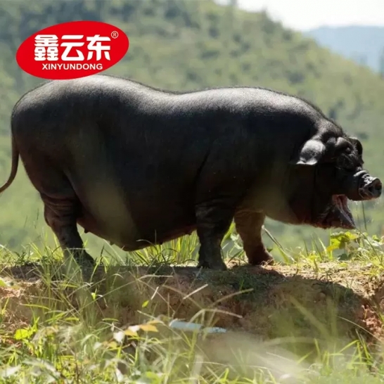 鑫云东 土猪肉汤x2包